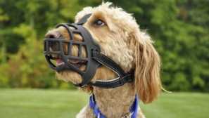 Как да научим куче в муцуна?